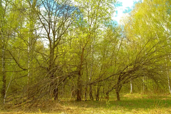 Landstraße Führt Durch Jungen Wald Russi — Stockfoto