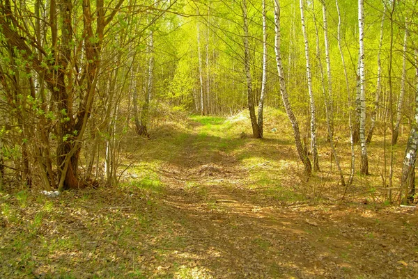 Сільська Дорога Проходить Через Молодого Лісу Russi — стокове фото