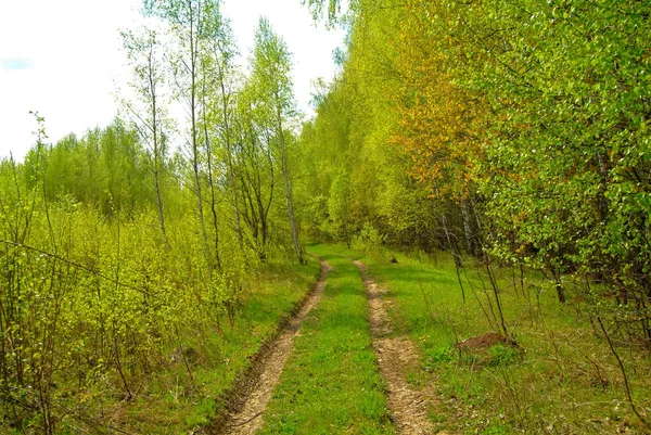 Estrada Rural Atravessa Floresta Jovem Russi — Fotografia de Stock