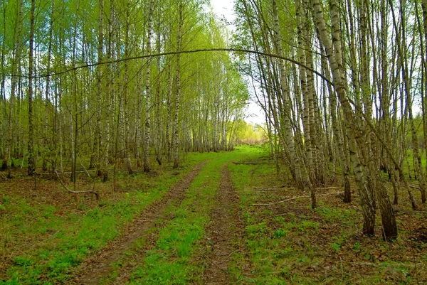 Landstraße Führt Durch Jungen Wald Russi — Stockfoto