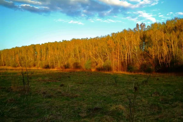 Skog Ljuset Solnedgången Våren Russi — Stockfoto