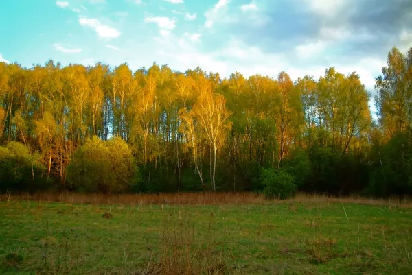 Les Světle Západu Slunce Jaře Russi — Stock fotografie