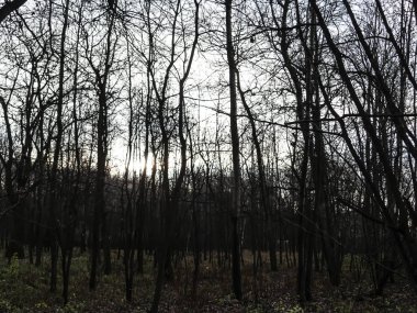 Parkta bulutlu bir sonbahar günü, Mosco