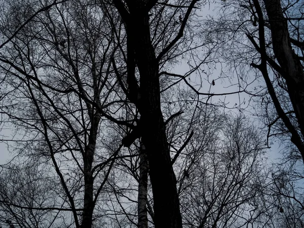 Drzewa Bez Liści Tle Błękitnego Nieba Mosco — Zdjęcie stockowe