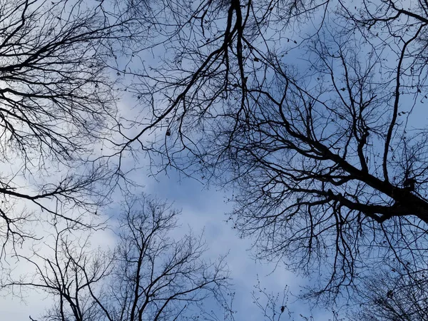 Träd Utan Blad Mot Den Blå Himlen Mosco — Stockfoto