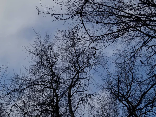 Drzewa Bez Liści Tle Błękitnego Nieba Mosco — Zdjęcie stockowe