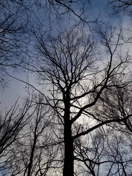 Träd Utan Blad Mot Den Blå Himlen Mosco — Stockfoto