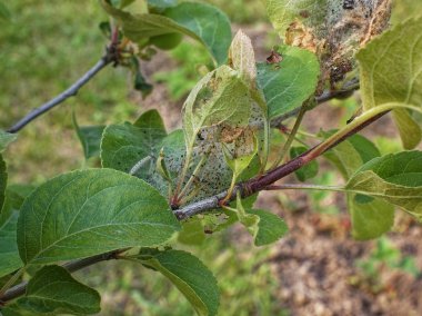 Elma ağaçlarının yapraklarında haşereler, Russi.