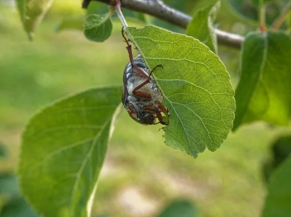 Puede Escarabajo Come Hoja Árbol Russi — Foto de Stock