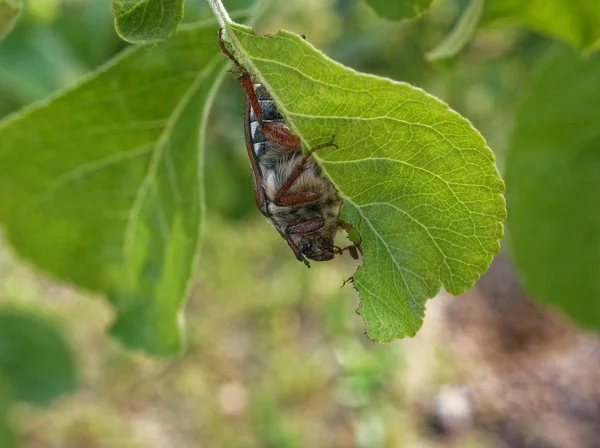 Maikäfer Frisst Das Blatt Eines Baumes — Stockfoto