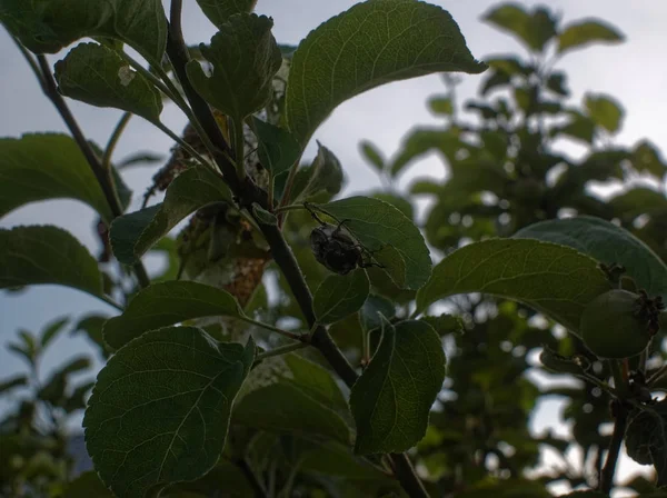 may beetle eats the leaf of a tree, Russi