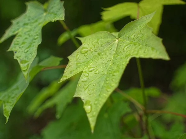 Капли Дождя Листьях Летом Русси — стоковое фото