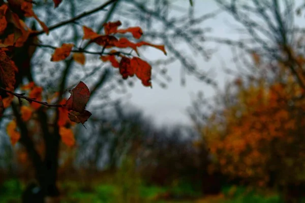 Löv Fruktträd Trädgården Hösten Ryssland — Stockfoto