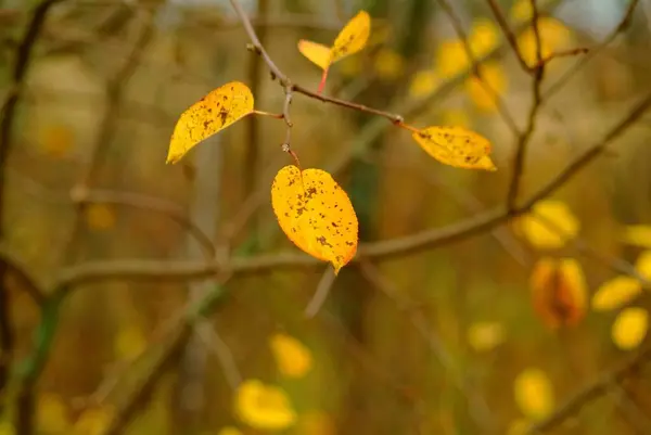 Folhas Árvores Fruto Jardim Outono Rússia — Fotografia de Stock