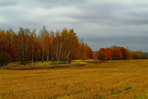 비오는 가을의 러시아 — 스톡 사진