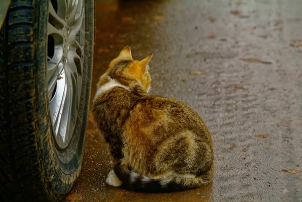 Wiejski Kot Autostradzie Jesienią Rosja — Zdjęcie stockowe