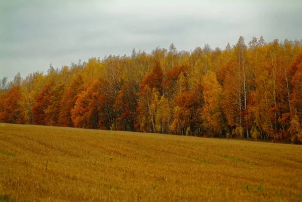 Posekané Pšeničné Pole Deštivém Podzimu Rusko — Stock fotografie