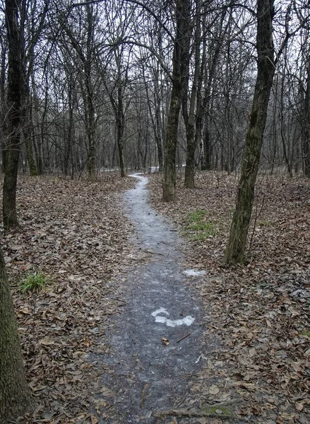 Camino Través Del Bosque Invierno Sin Nieve Moscú —  Fotos de Stock