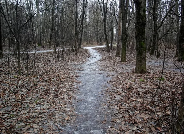 Camino Través Del Bosque Invierno Sin Nieve Moscú —  Fotos de Stock