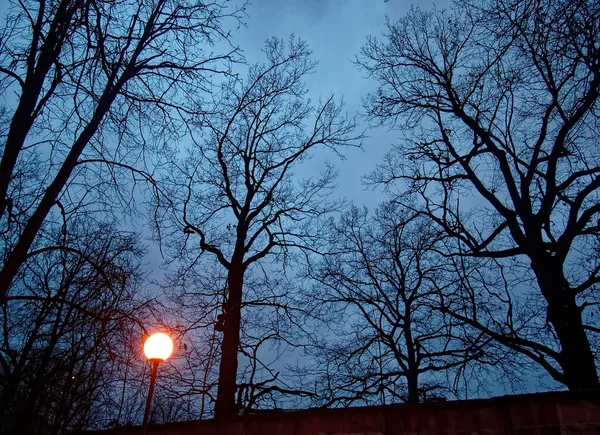 Straatverlichting Tussen Bomen Winter Moskou — Stockfoto