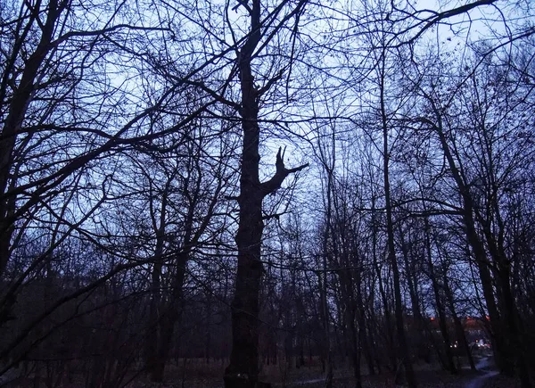 冬の曇天に対する裸の木モスクワ — ストック写真