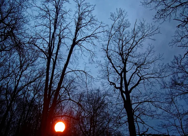Luzes Rua Entre Árvores Inverno Moscou — Fotografia de Stock