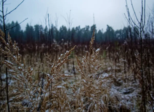 Dzika Trawa Polu Późną Jesienią Rosja — Zdjęcie stockowe