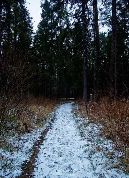 Prašná Cesta Přes Pole Lese Zimě Rusko — Stock fotografie