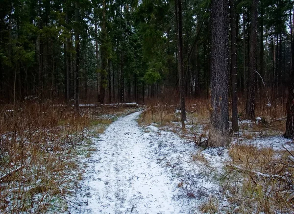 Droga Gruntowa Przez Pole Lesie Zimą Rosja — Zdjęcie stockowe