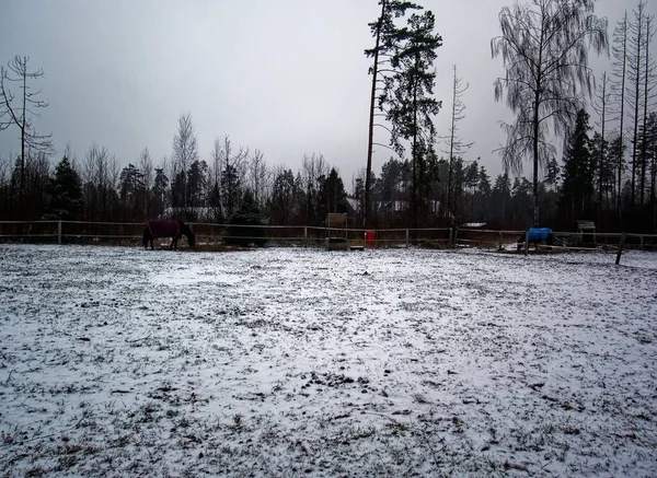 ロシアの冬に馬のために歩く — ストック写真