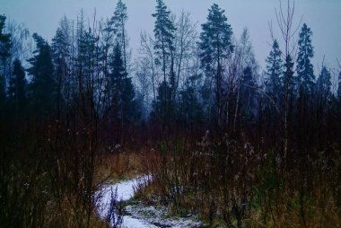 Rusya, kışın ormandaki bir tarladan geçen toprak yol.