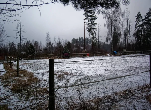 Playground Walking Horses Winter Russia — Stock Photo, Image