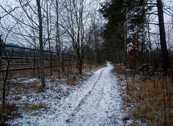 Droga Gruntowa Przez Pole Lesie Zimą Rosja — Zdjęcie stockowe