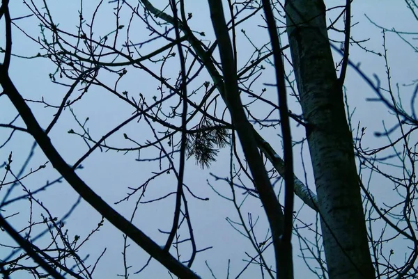 Alberi Nudi Contro Cielo Nuvoloso Inverno Mosca — Foto Stock