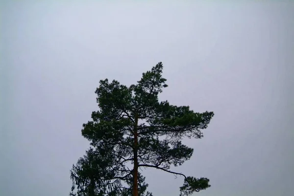 Kale Bomen Tegen Een Bewolkte Lucht Winter Moskou — Stockfoto