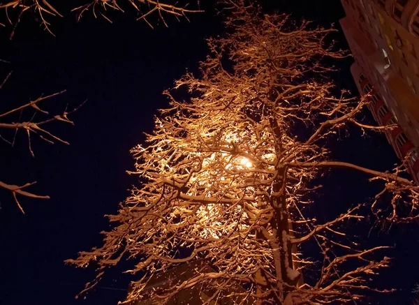 Lampione Acceso Inverno Nel Parco Mosca — Foto Stock