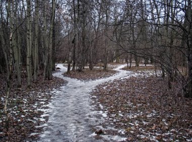Moskova 'daki küçük kar ormanında yol.