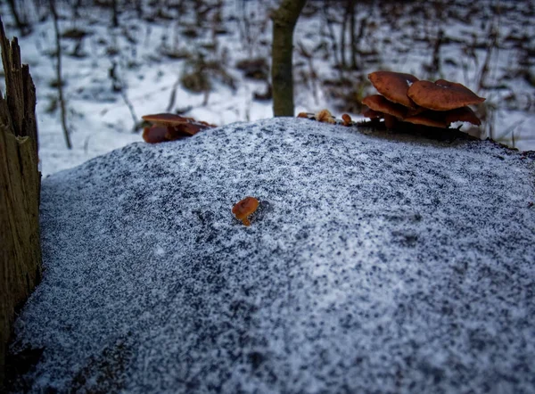 Oranje Champignons Een Stomp Winter Moskou — Stockfoto