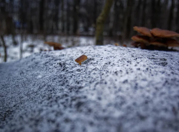 Las Setas Anaranjadas Sobre Tocón Invierno Moscú — Foto de Stock