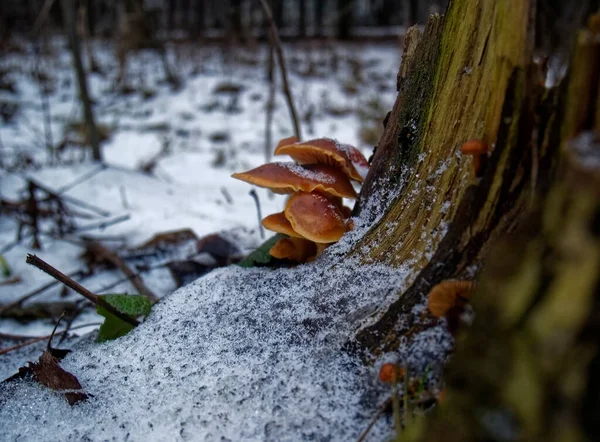 Funghi Arancioni Ceppo Inverno Mosca — Foto Stock