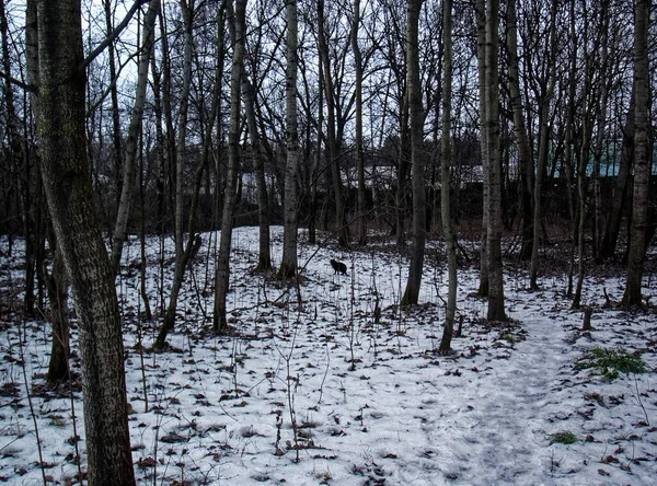 Černá Kočka Procházky Lese Zimě Moskva — Stock fotografie