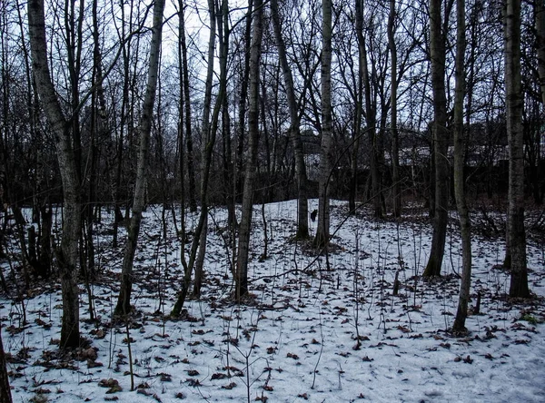 Svart Katt Promenader Skogen Vintern Moskva — Stockfoto