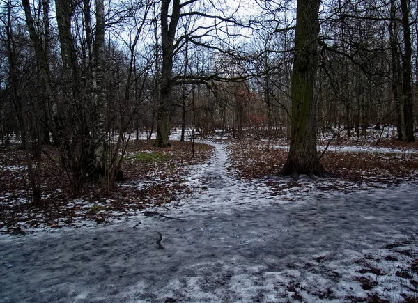 Camino Través Del Pequeño Bosque Nieve Moscú — Foto de Stock