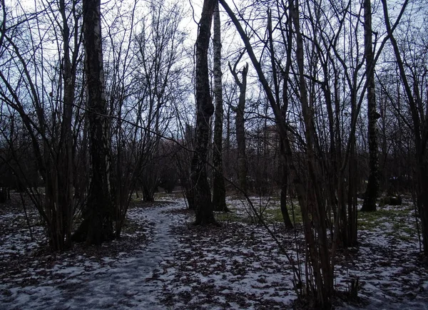 Camino Través Del Pequeño Bosque Nieve Moscú — Foto de Stock