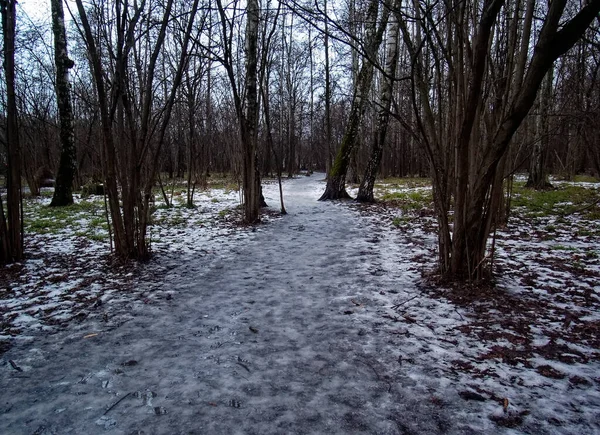 Caminho Através Pequena Floresta Neve Moscou — Fotografia de Stock
