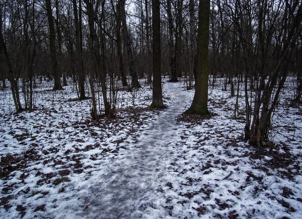 Sentier Travers Petite Forêt Neige Moscou — Photo