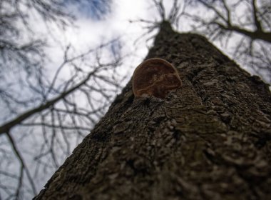 Moskova 'da kışın huş ağacında mantar mantarı