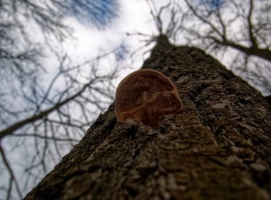 Moskova 'da kışın huş ağacında mantar mantarı