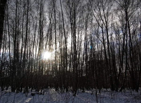Χειμερινό Ηλιοβασίλεμα Στο Δάσος Μόσχα — Φωτογραφία Αρχείου
