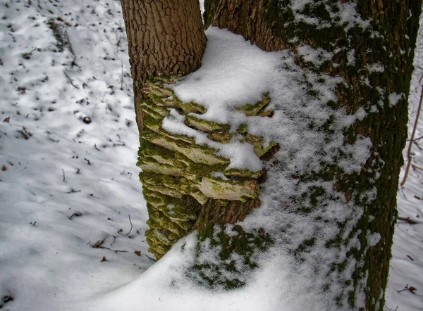 Gomba Egy Fatörzsön Télen Moszkva — Stock Fotó